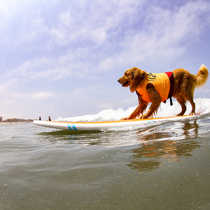 Surfdog Turbo