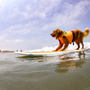 Fundraising Page: Surfdog Turbo